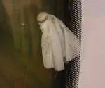 Используя чистящую салфетку на проволоке, очистите стекло дверцы духовки изнутри.