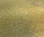 Экологичный пробковый пол