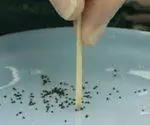 Посадка мелких семян