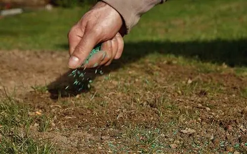Рука мужчины разбрасывает семена травы по оголенному месту на его лужайке