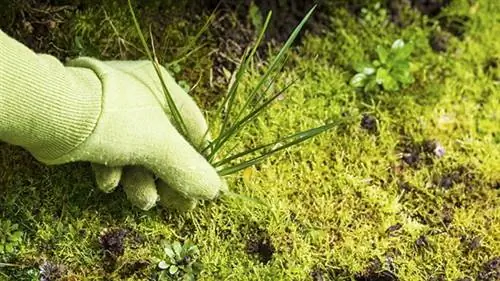 выдергивание сорняков