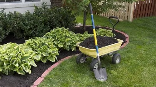 Мульчирование вокруг кустов