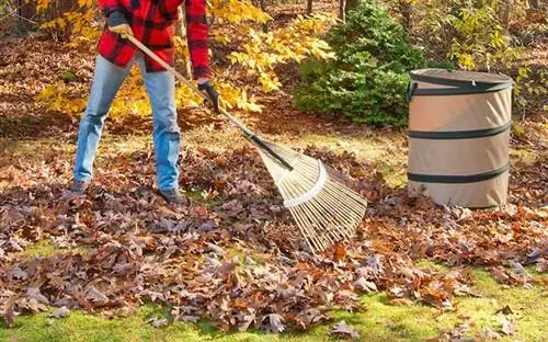 Осенью мужчина сгребает листья граблями