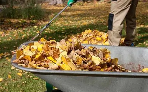 Сбор листьев в тачке осенью