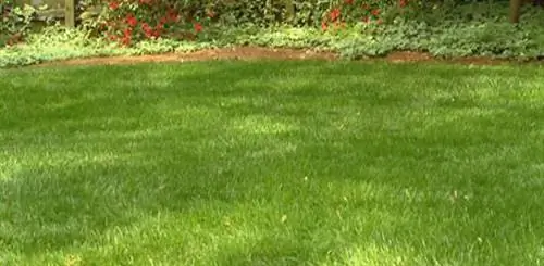 Здоровый газон