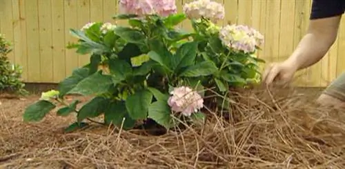 Мульчирование вокруг гортензии