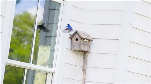 Привлекаем синих птиц к себе во двор с помощью скворечников