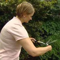 Обрезка кустарников