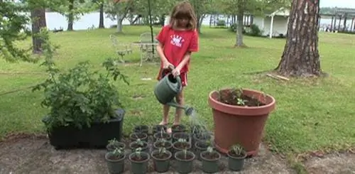 Поливать растения