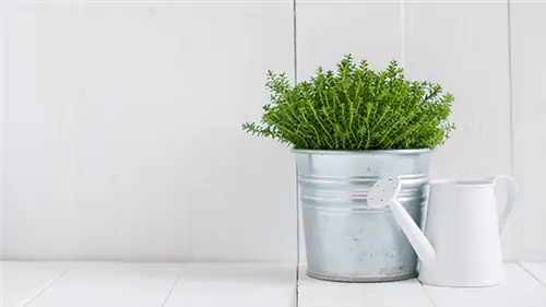 8 советов по выбору и выращиванию комнатных растений