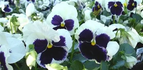 анютины глазки