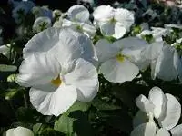 белые анютины глазки