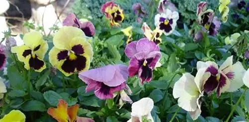 Ассорти анютиных глазок