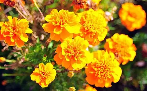 Бархатцы в саду