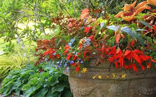 Бегонии в горшках