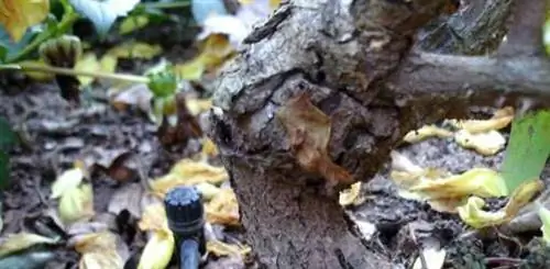 Поврежденные розы, прорастающие из корней