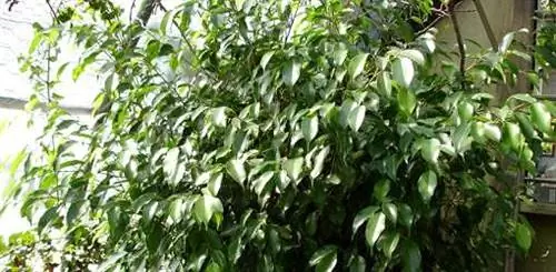 Плачущий инжир