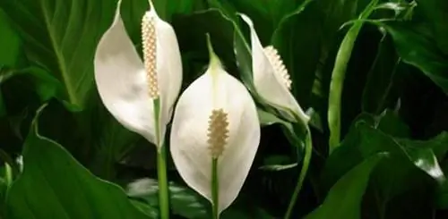 Комнатные растения выделяют или удаляют летучие органические соединения в воздухе?