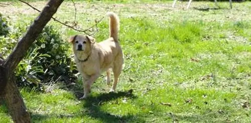 Защищенные от собак растения для вашего двора