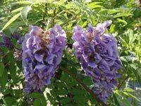 Фиолетовые цветы глицинии.