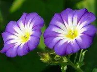 Цветы ипомеи.