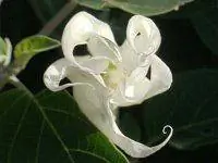 Белый лунный цветок.