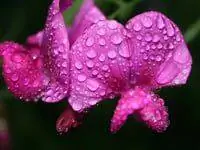 Цветы сладкого горошка.