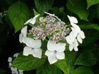 Аномальные цветы белой гортензии.
