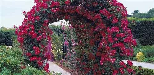 Украсьте свою перголу или беседку вьющимися цветами