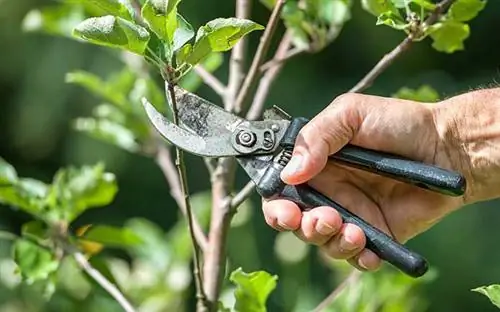 Мужчина подрезает ветки деревьев в солнечный день