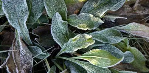 многолетники