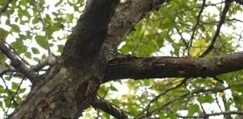 больные ветки