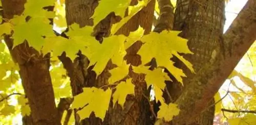 Осенний двор и уход за садом