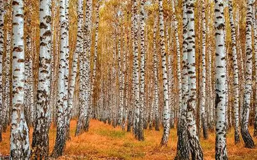 Берёзы осенью