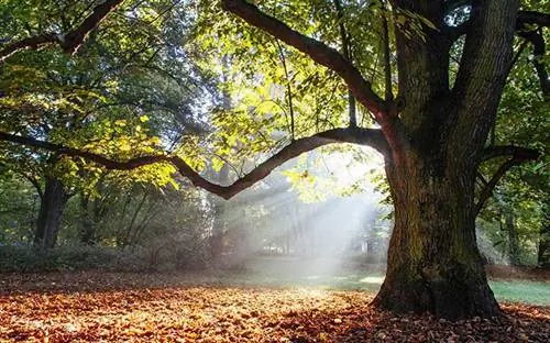 Могучий дуб