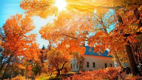 5 обязательных деревьев для осенней листвы