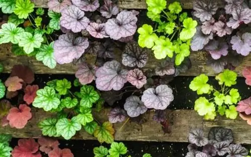 Коралловые колокольчики