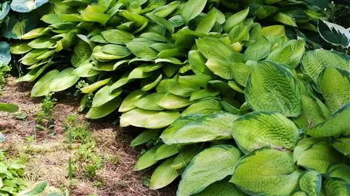 Четыре легко выращиваемых и любящих тень альтернативы хостам