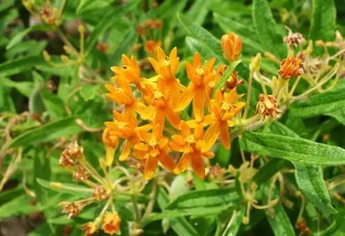 Оранжевые цветы на растении сорняков бабочек.