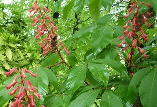 Цветы на красном коне.