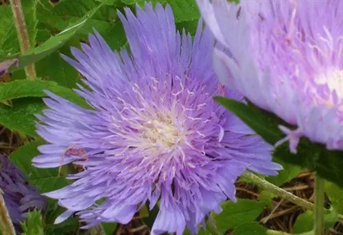 Голубовато-фиолетовые цветы стоксовой астры