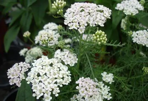 Белые гроздья цветков тысячелистника.