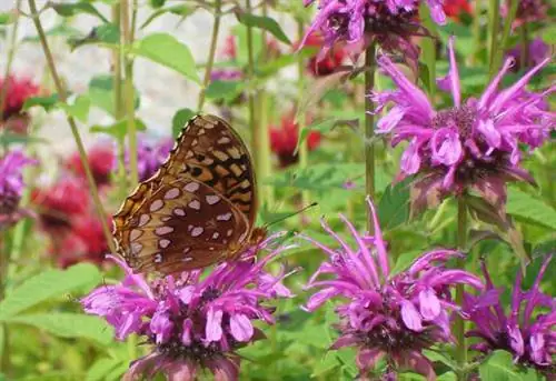 Цветы пчелиного бальзама с бабочкой.
