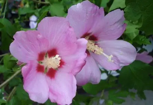 Розовато-красная роза из цветов Шарон.