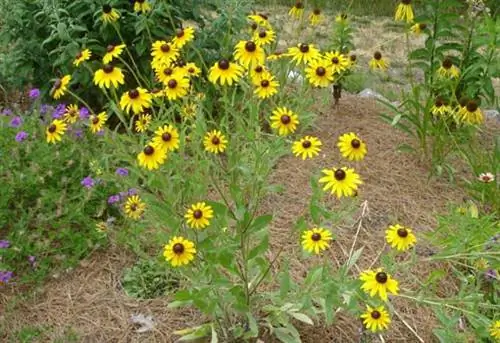 Желтые черноглазые цветы Сьюзан.