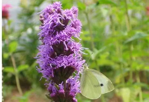 Фиолетовый пылающий цветок звезды с зеленой бабочкой на нем.