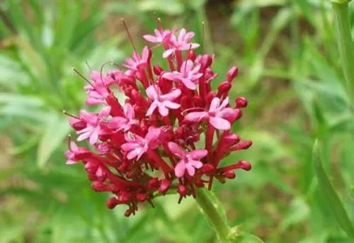 Красный цветок бороды Юпитера.