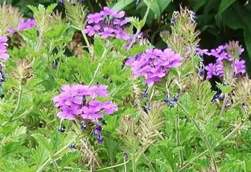 Цветы вербены в оттенках фиолетового и синего.