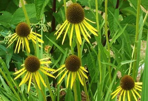 Цветет желтая эхинацея.