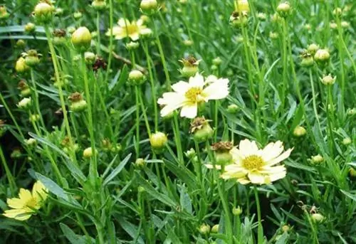 Желтые цветки кореопсиса.